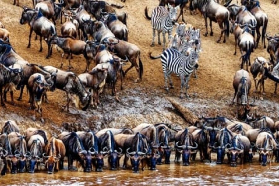 8 Days Tanzania Wildebeest Migration Safari