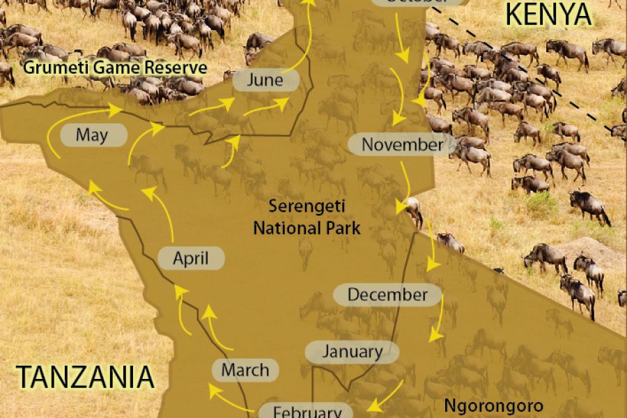 7 Days Serengeti Wildebeest Migration Safari