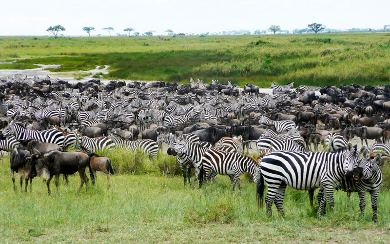 Day 5. Tarangire - Arusha.