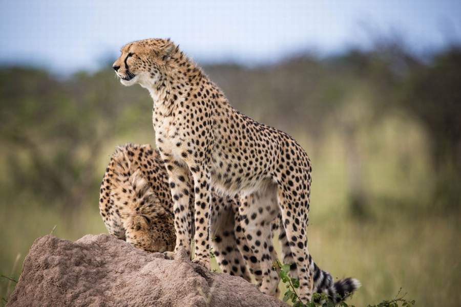 11 Days Classic Kenya Big Cat Safari