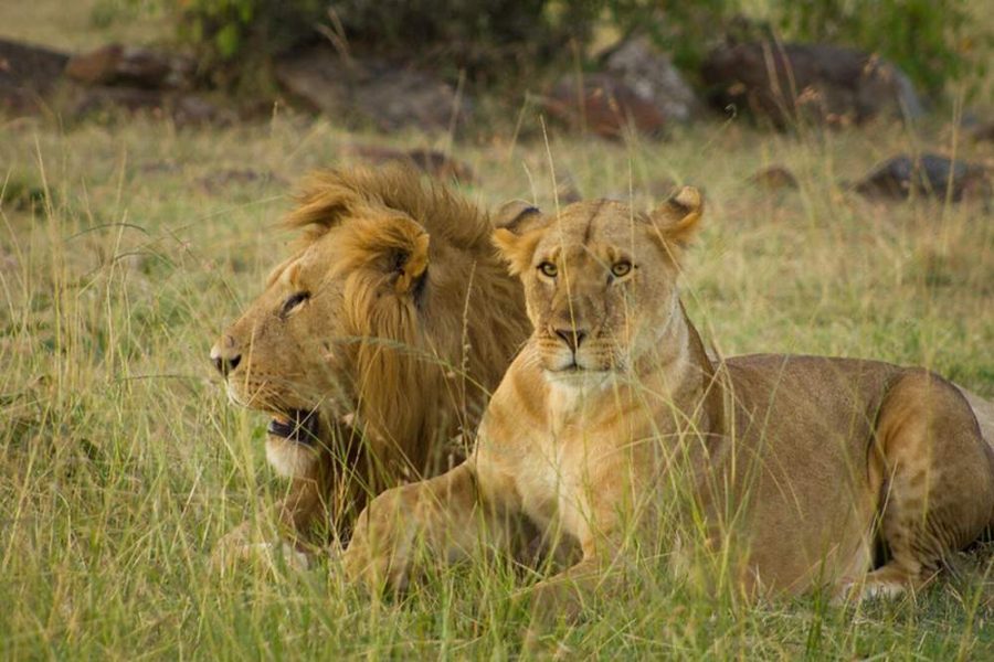 11 Days Big Cats Kenya Safari Holiday Package