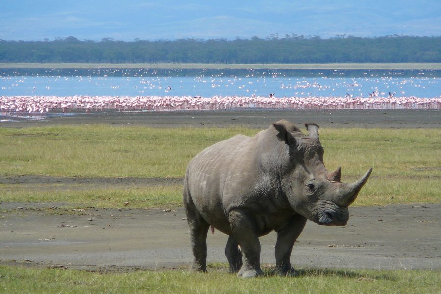 11 Days Maasai Mara / Lake Nakuru/Amboseli / Arusha / Lake Manyara / Serengeti / Ngorongoro