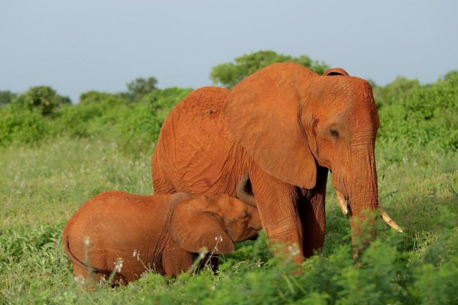 3 Days Kenya Budget Safaris – Samburu