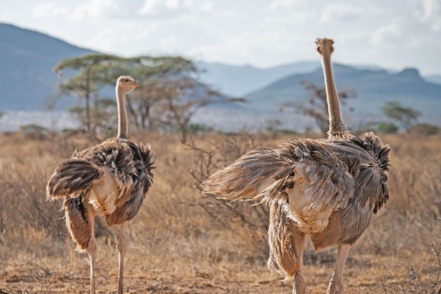 Common Ostrich In Samburu