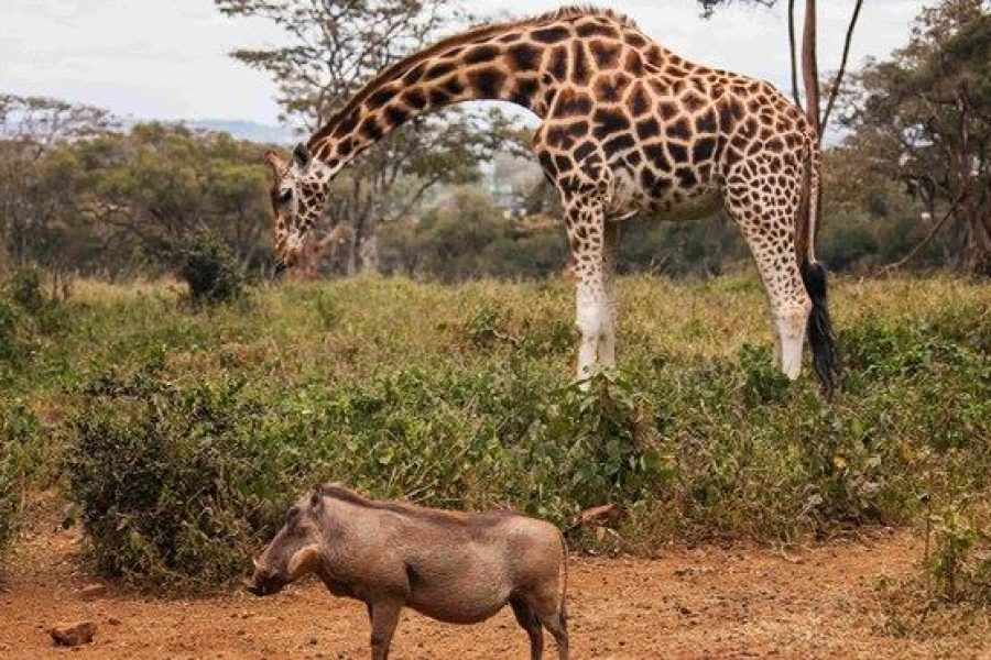 Axis Girraffe