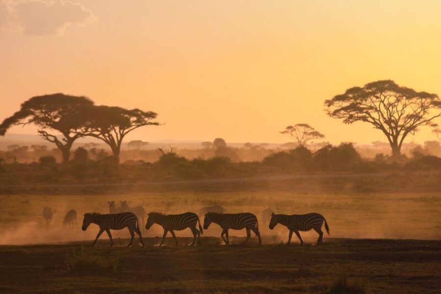 5 Days Masai Mara/ L. Nakuru Camping Safaris