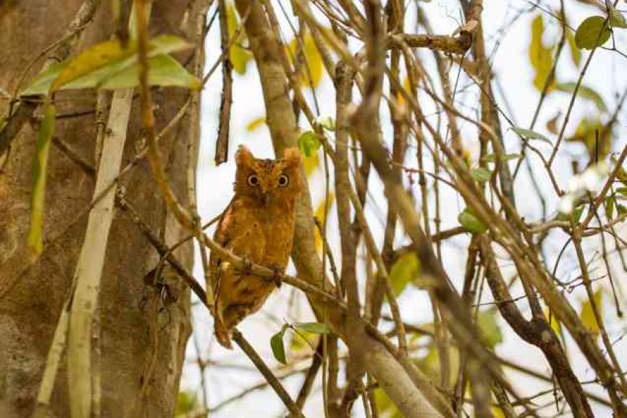 16 Days Kenya Birding Safari