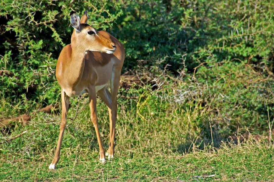 Lone Gazelle In Samburu National Reserve