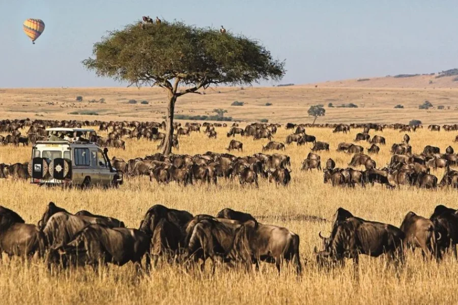 3 Days Kenya Budget Safaris -Masai Mara