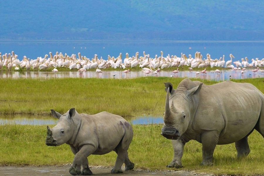 7 Days Discounted Big Five Camping Safari