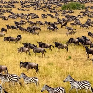 Pttmara Migration